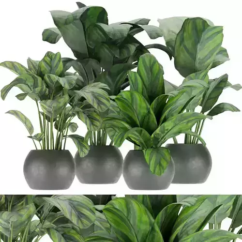 Collection plant vol 297 - indoor - calathea - leaf Free 3D model