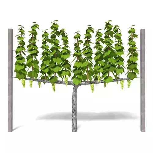 Vineyard hops planter 3D model