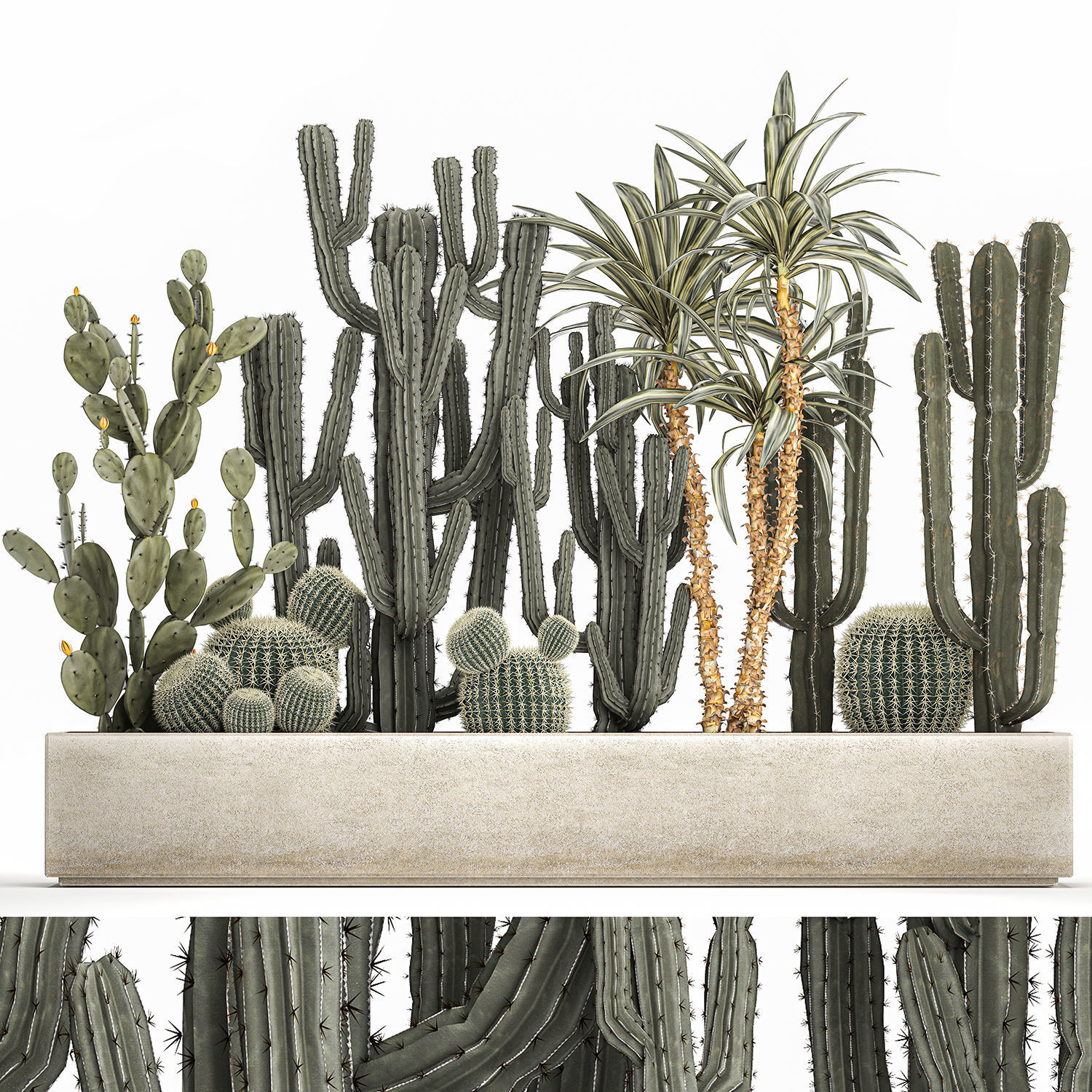 Cactus set in a concrete flowerpot for the interior 1096 3D model_1