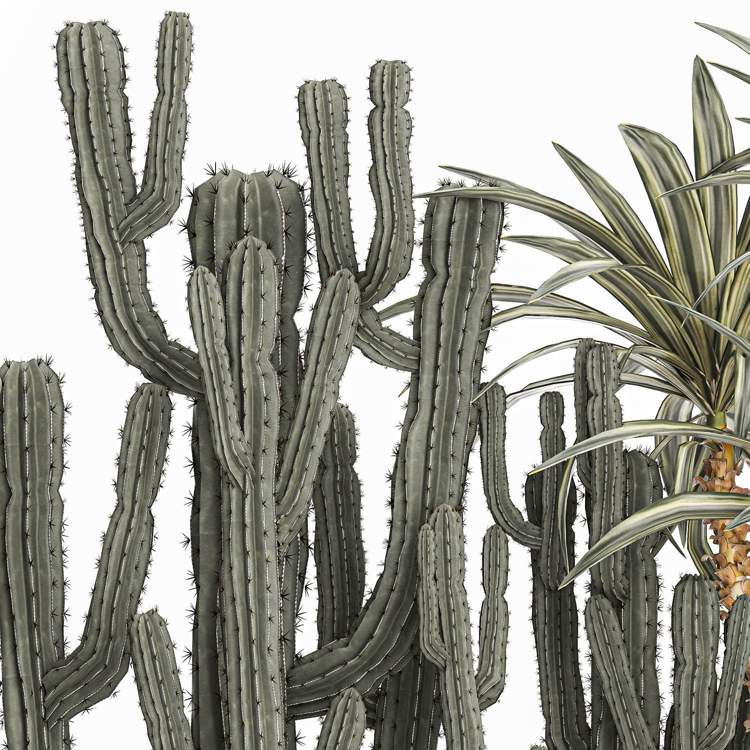 Cactus set in a concrete flowerpot for the interior 1096 3D model_2