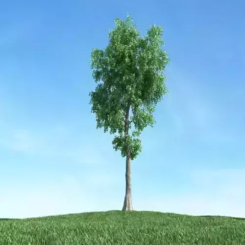 Tall Green Leaf Tree