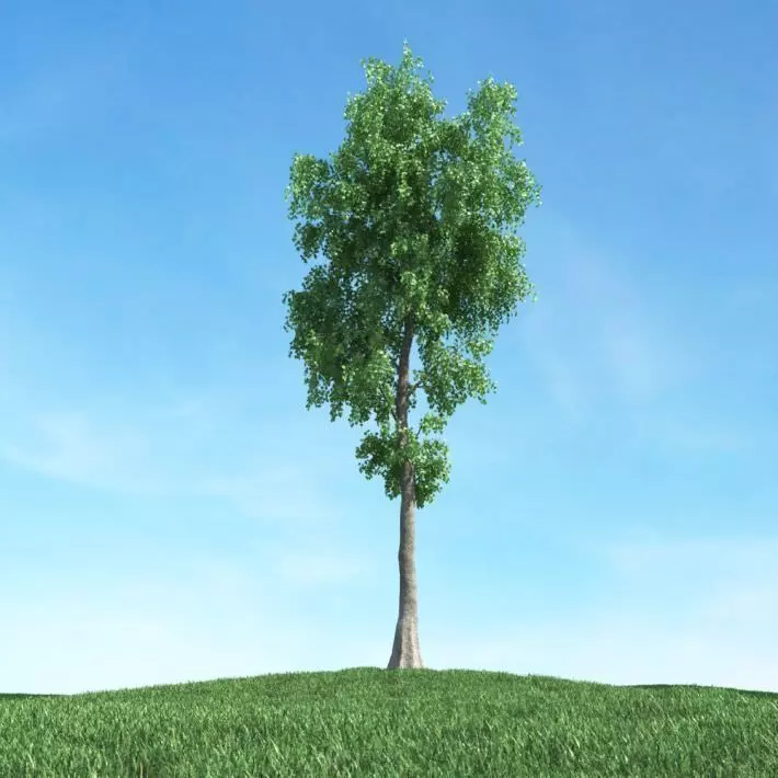 Tall Green Leaf Tree 3D model_0
