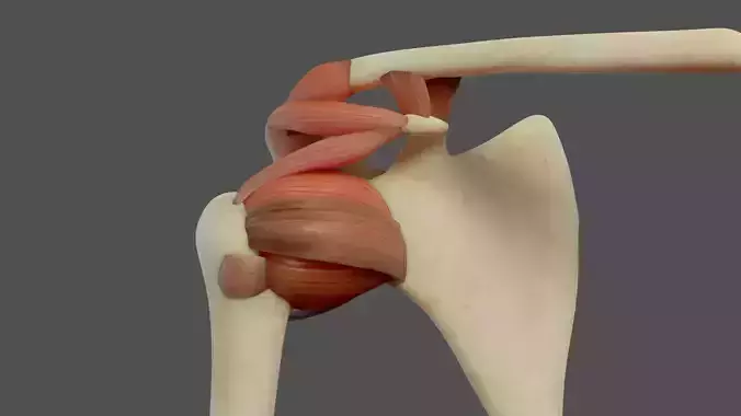 Shoulder Ligaments Low-poly 3D model
