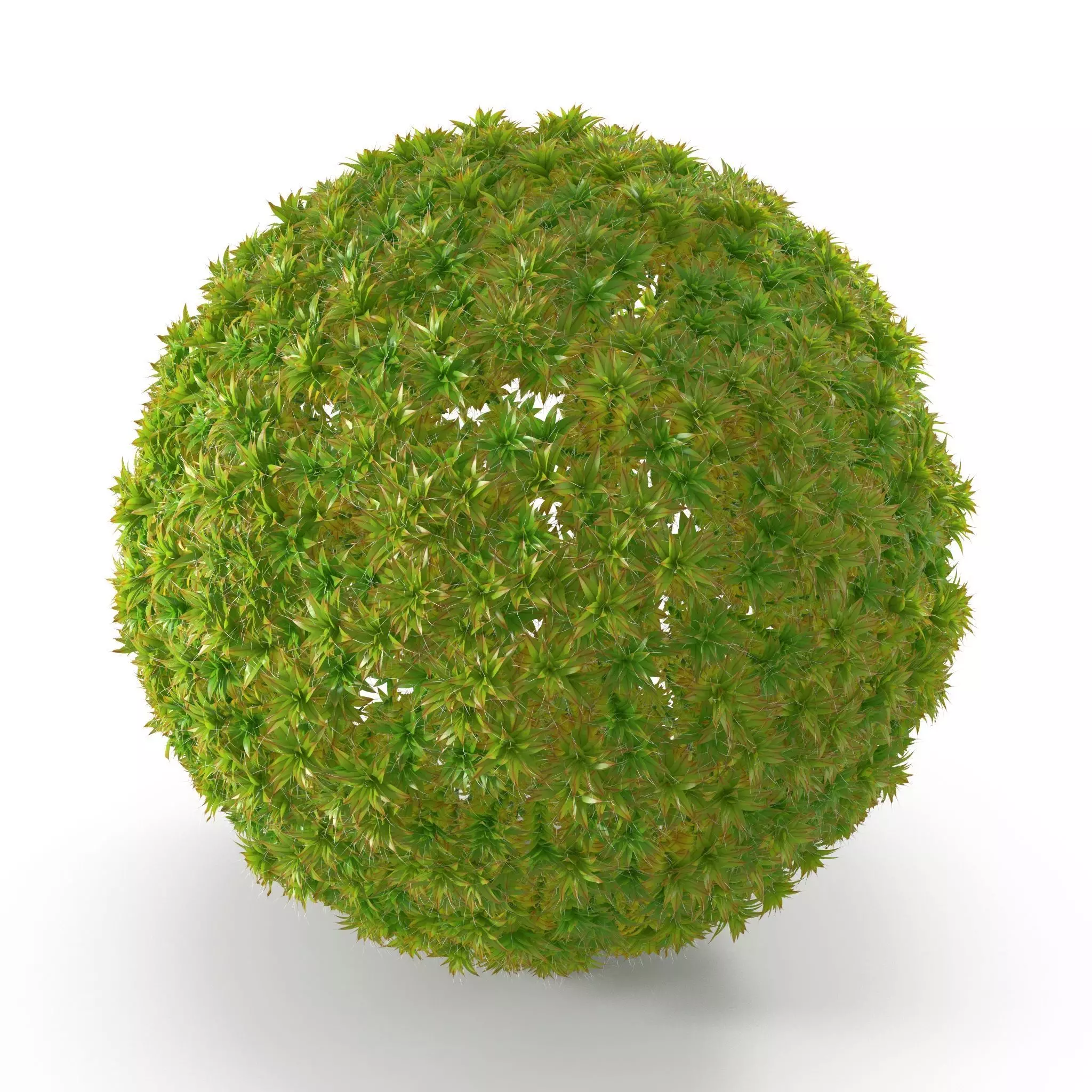 Syntrichia ruralis Low-poly 3D model