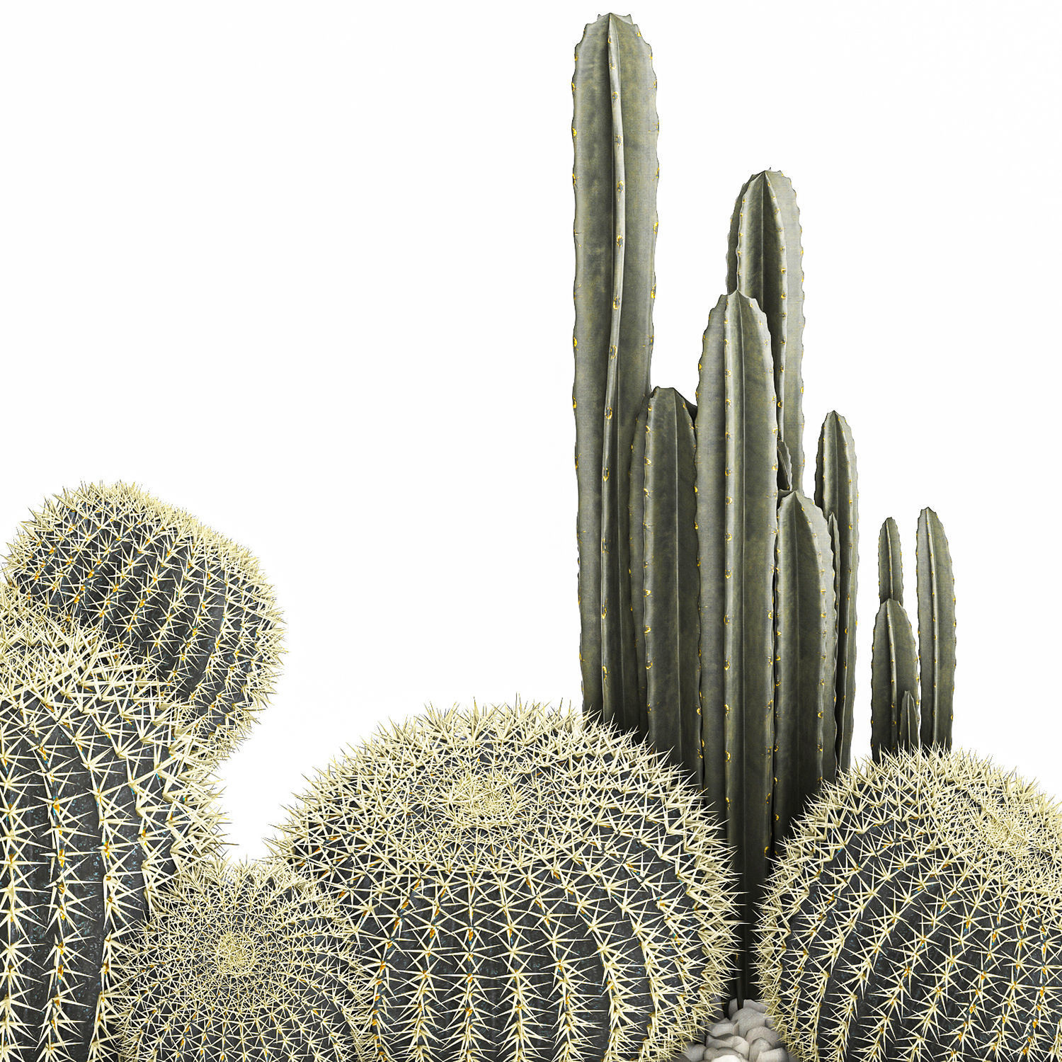 Cactus set in a concrete flowerpot for the interior 1097 3D model_7