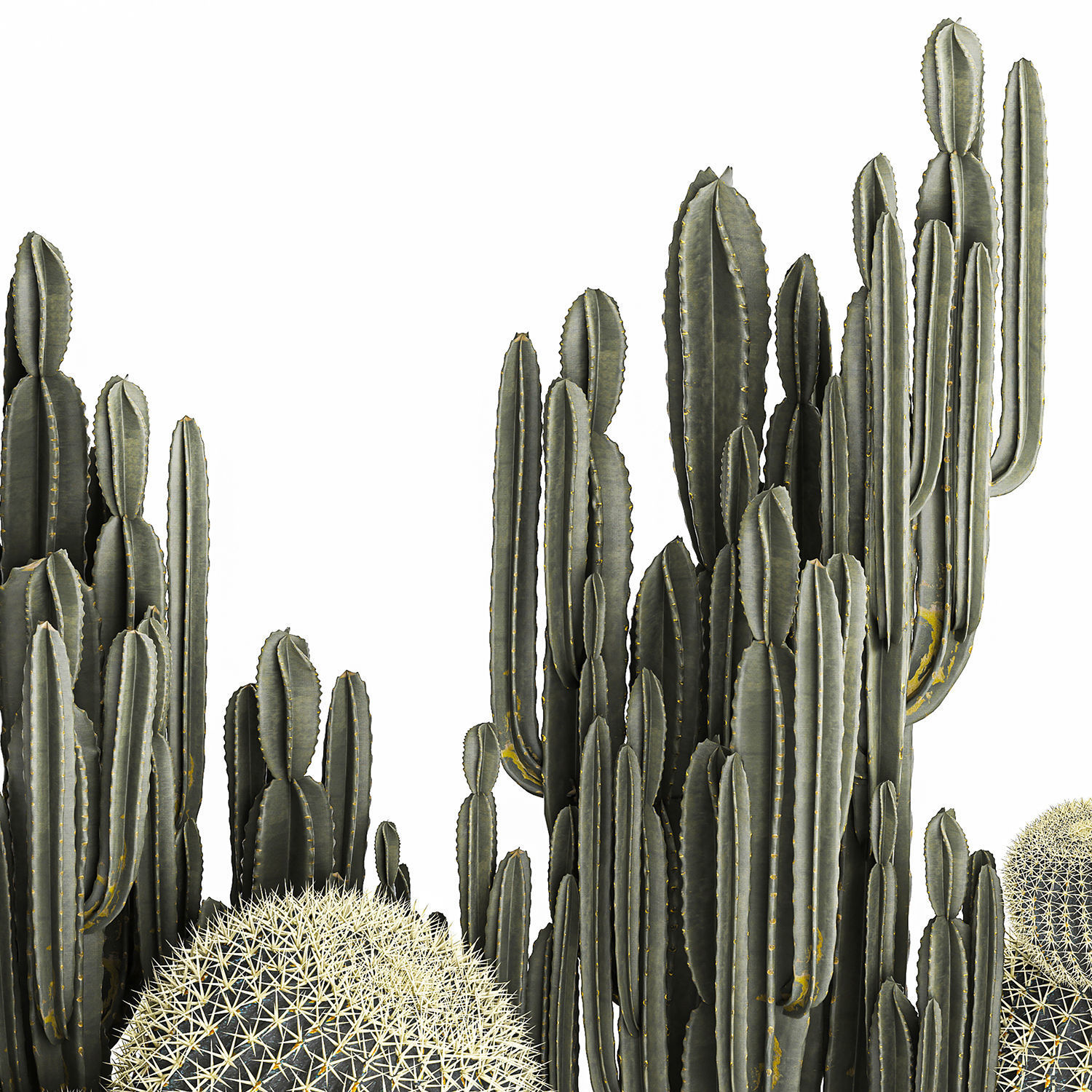 Cactus set in a concrete flowerpot for the interior 1097 3D model_6
