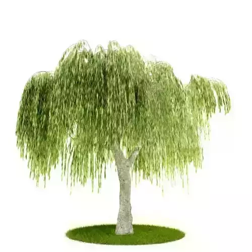 Tree With Hanging Leaves