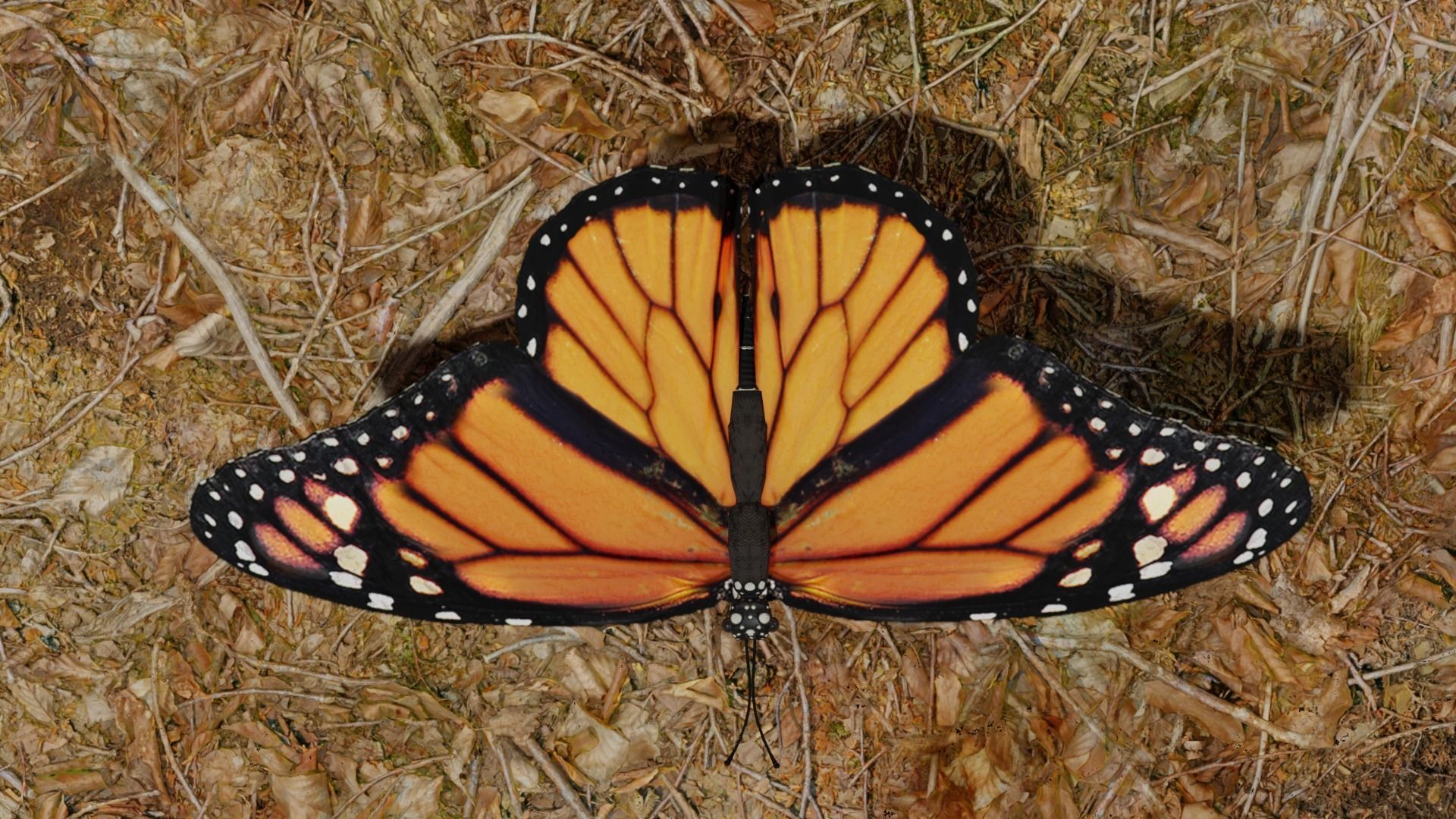 Butterfly clock 3D model_4