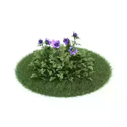 Anemone Coronaria Purple Flower 3D model