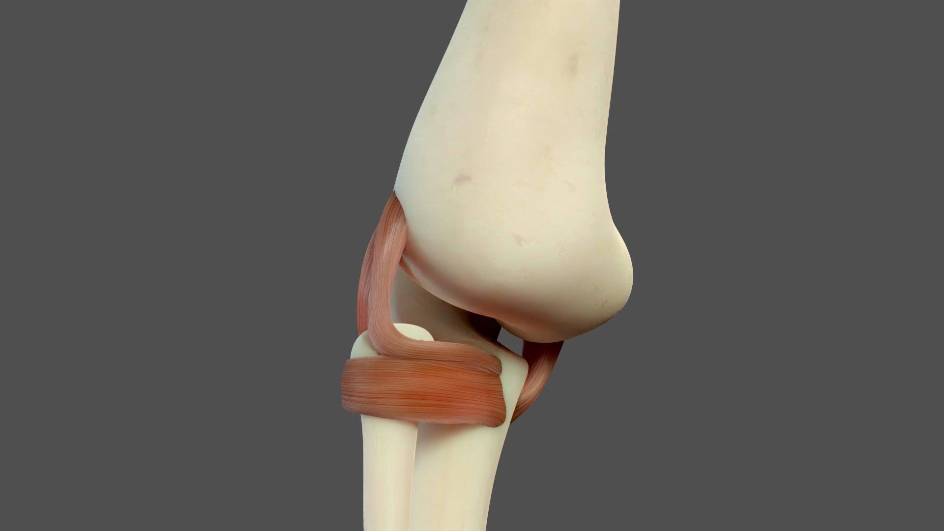 Elbow Ligaments 3D model_12