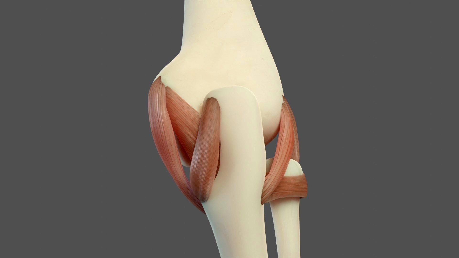 Elbow Ligaments 3D model_6