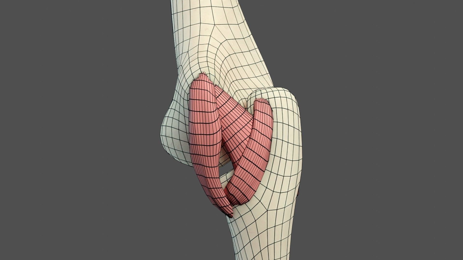 Elbow Ligaments 3D model_17