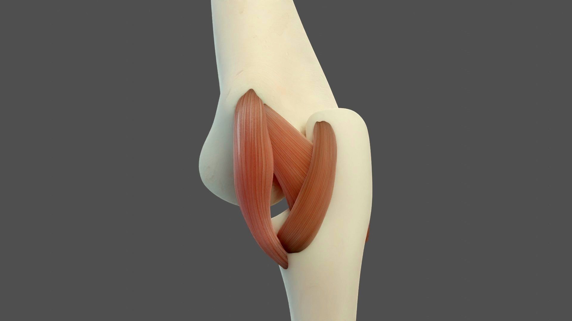 Elbow Ligaments 3D model_7