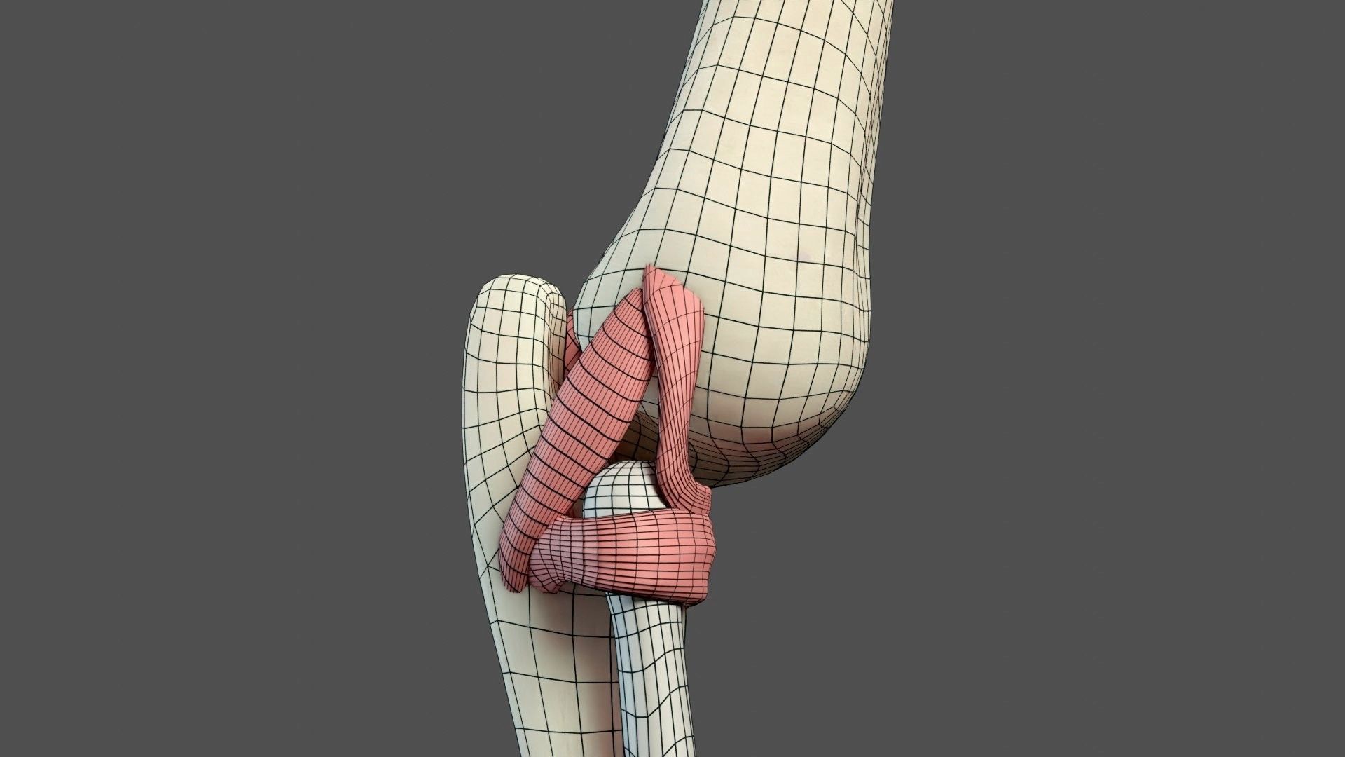 Elbow Ligaments 3D model_1