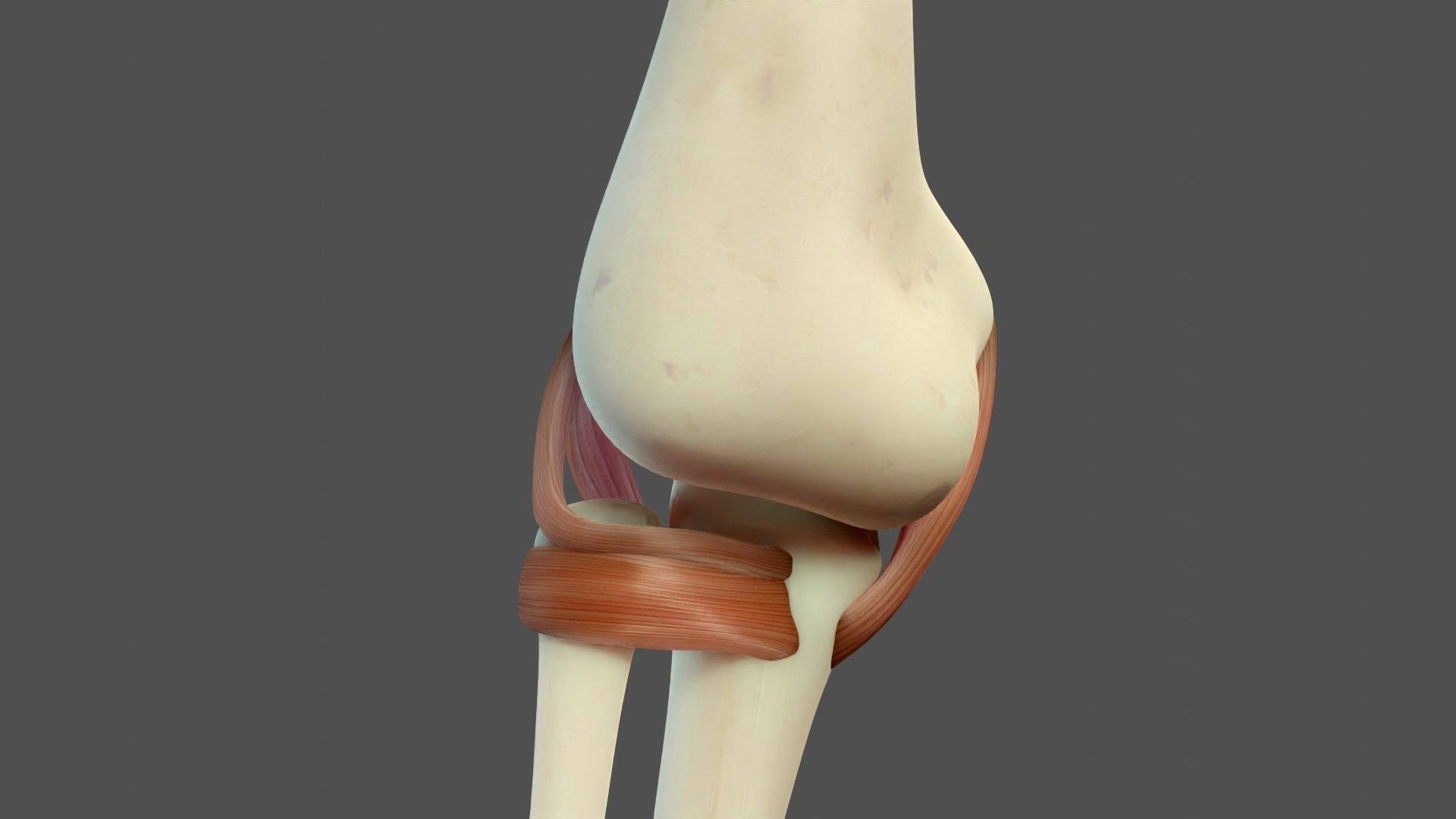 Elbow Ligaments 3D model_11