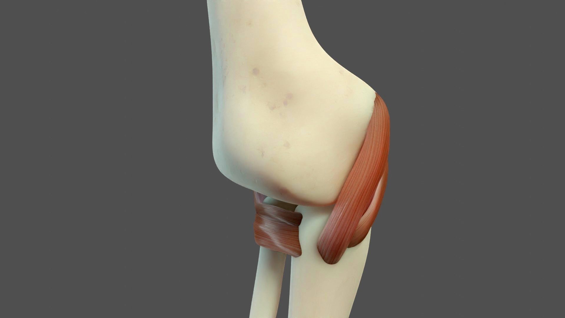 Elbow Ligaments 3D model_9