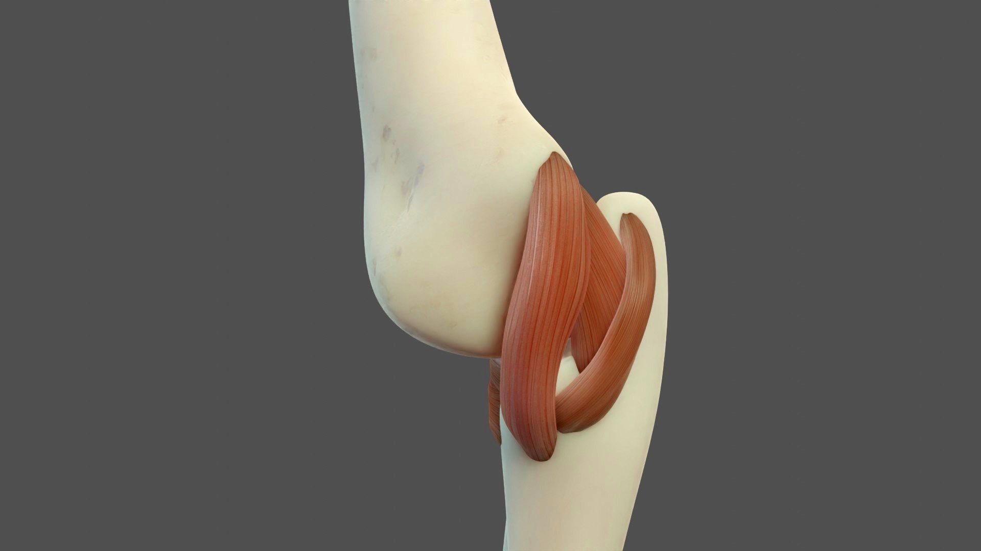 Elbow Ligaments 3D model_8
