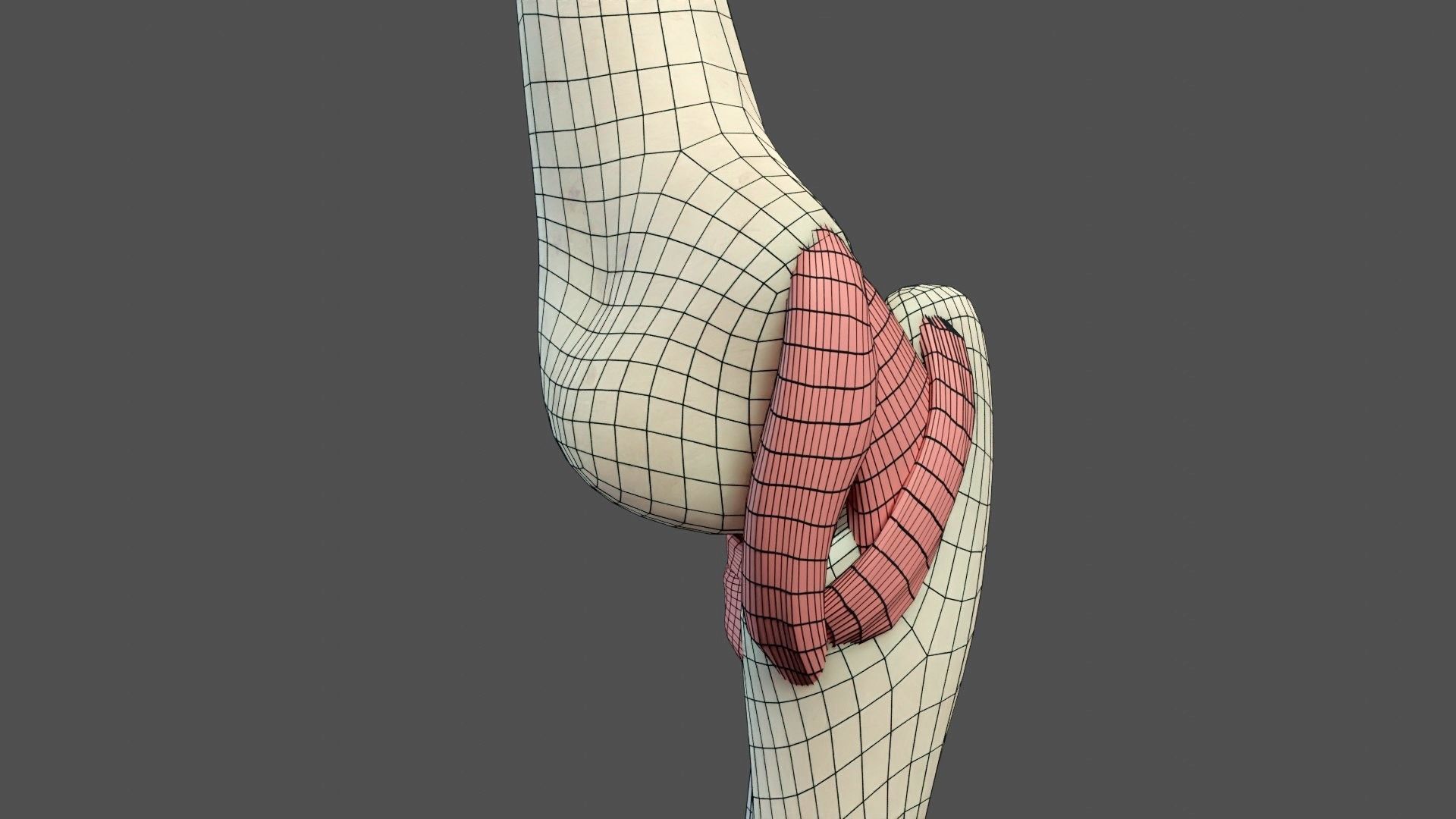Elbow Ligaments 3D model_18