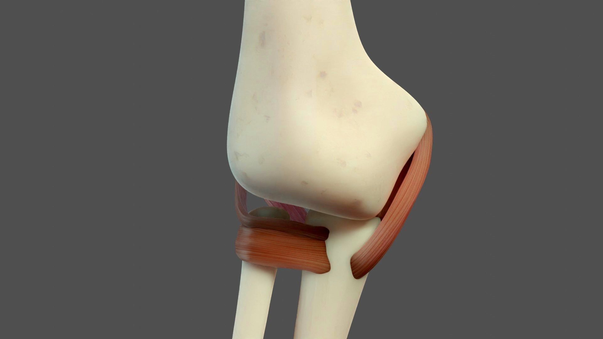Elbow Ligaments 3D model_10