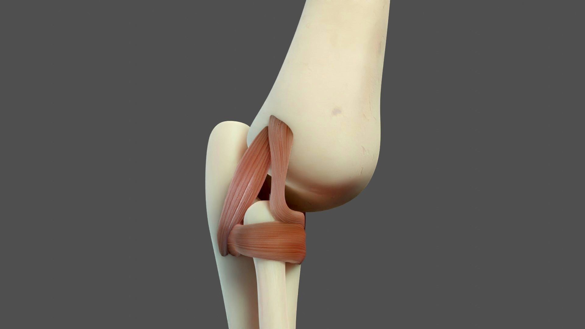 Elbow Ligaments 3D model_13