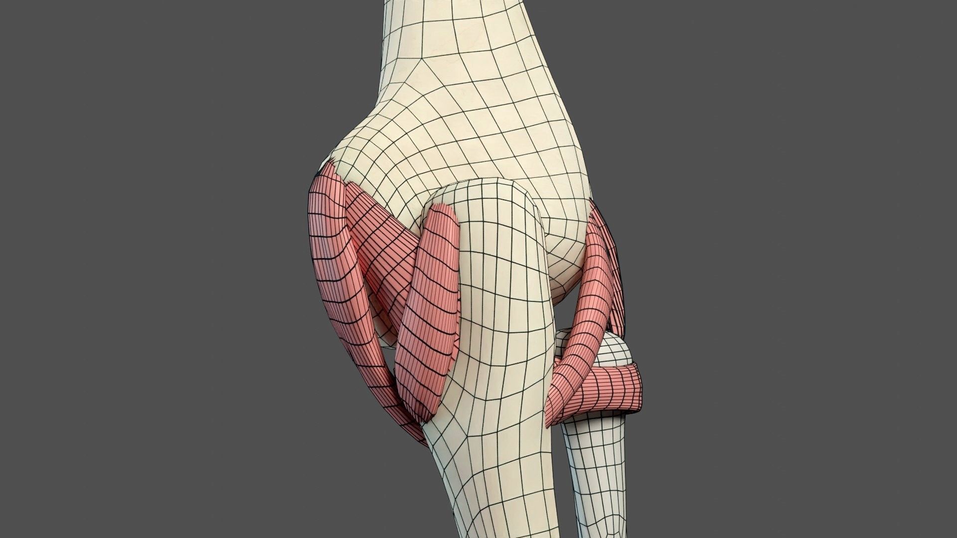 Elbow Ligaments 3D model_16