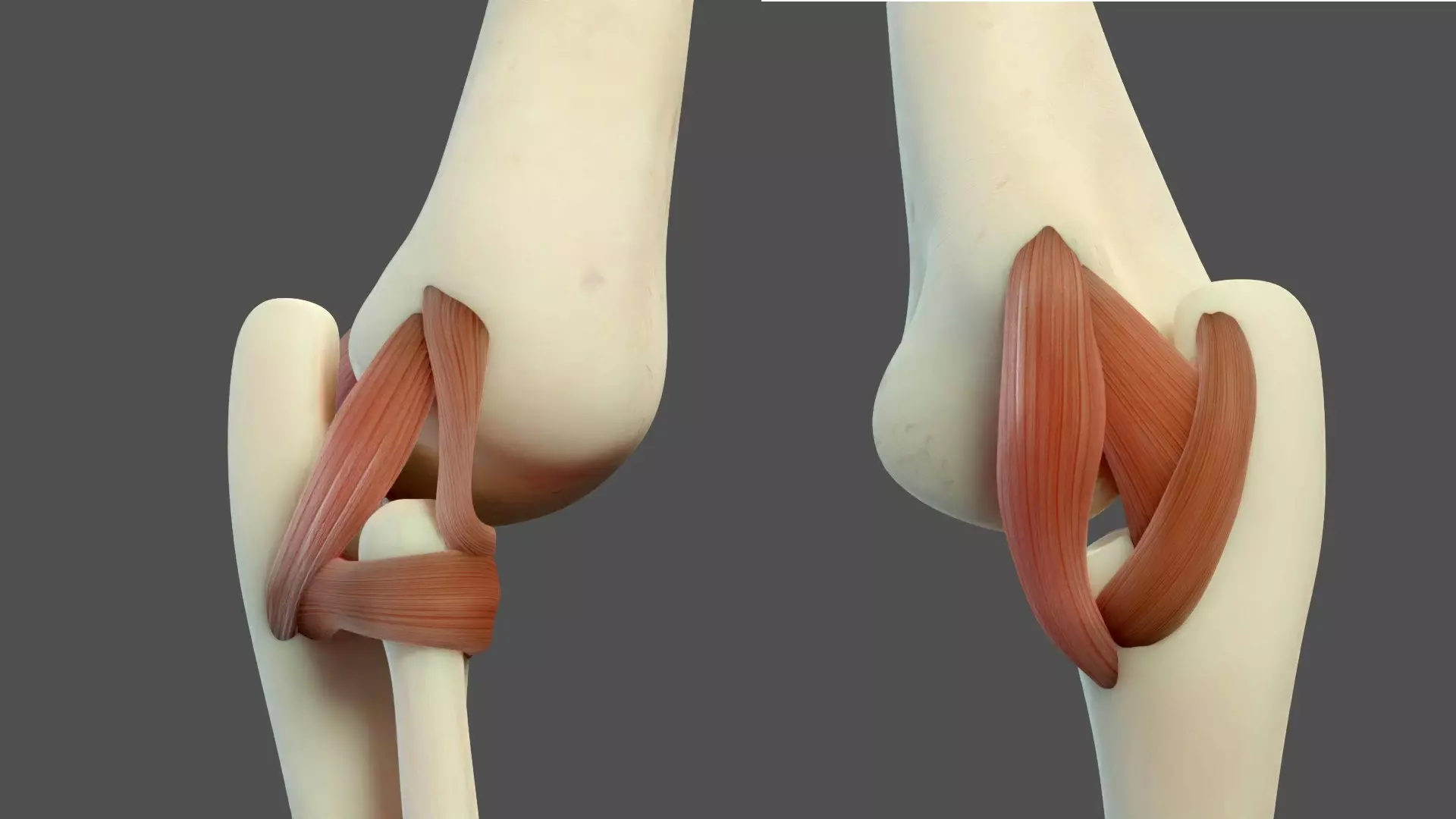 Elbow Ligaments 3D model_0