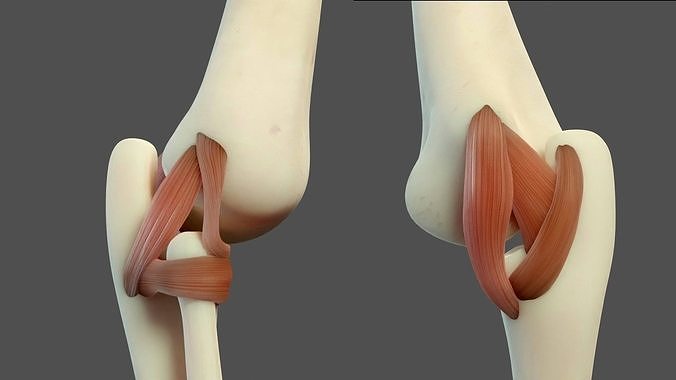 Elbow Ligaments 3D model
