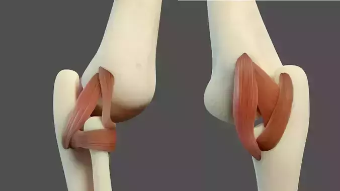 Elbow Ligaments 3D model