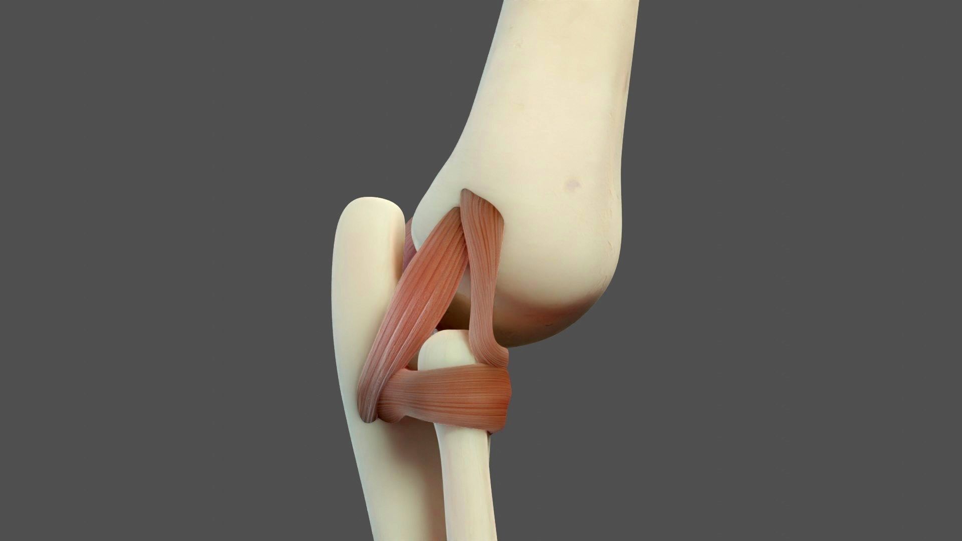 Elbow Ligaments 3D model_3