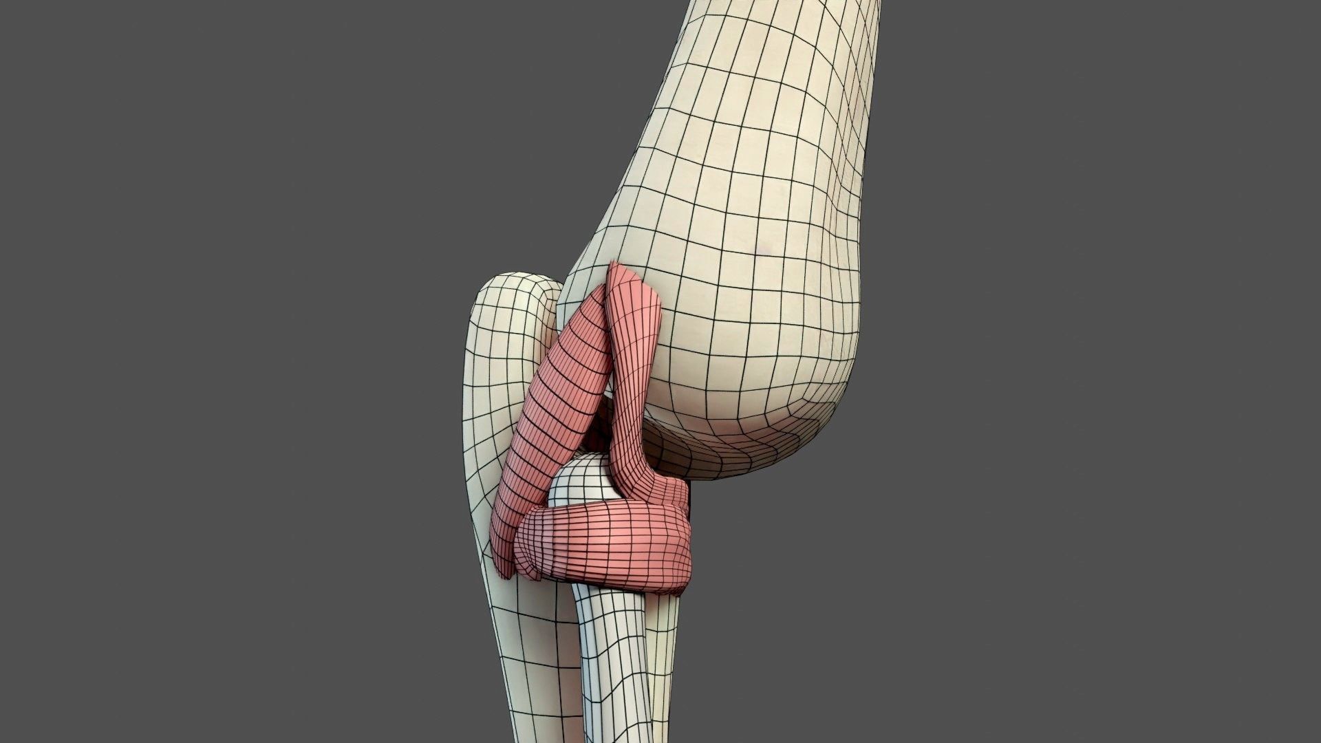 Elbow Ligaments 3D model_23