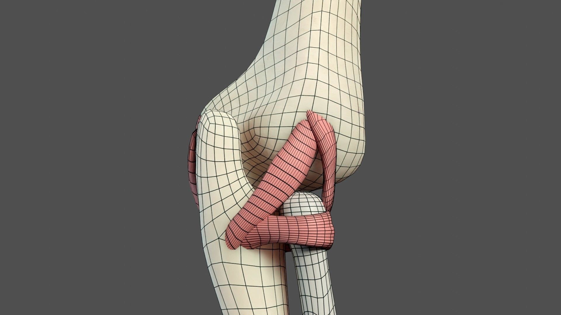 Elbow Ligaments 3D model_14
