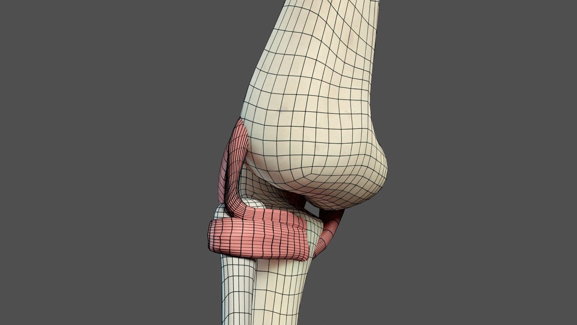 Elbow Ligaments 3D model_22