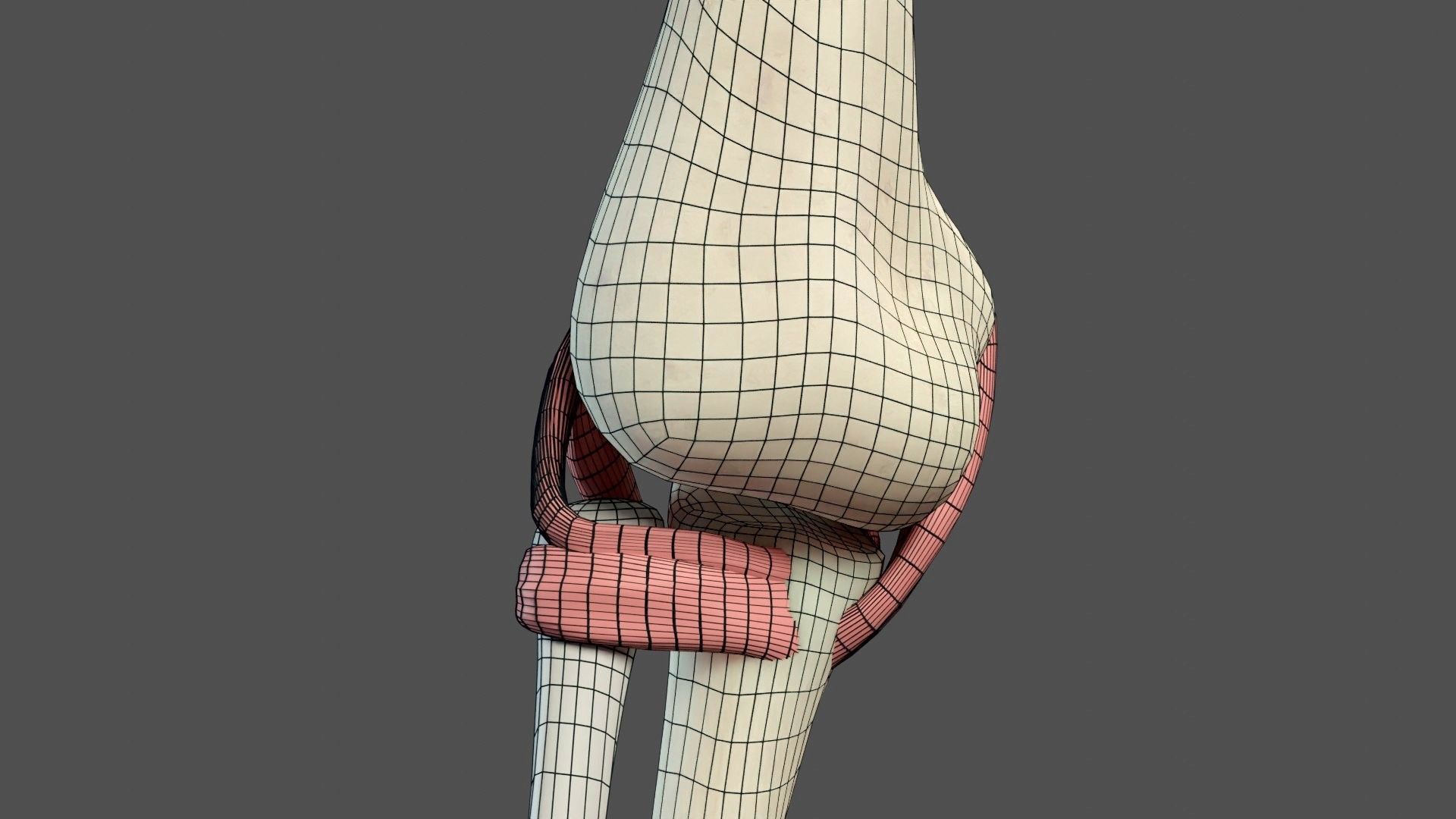 Elbow Ligaments 3D model_21