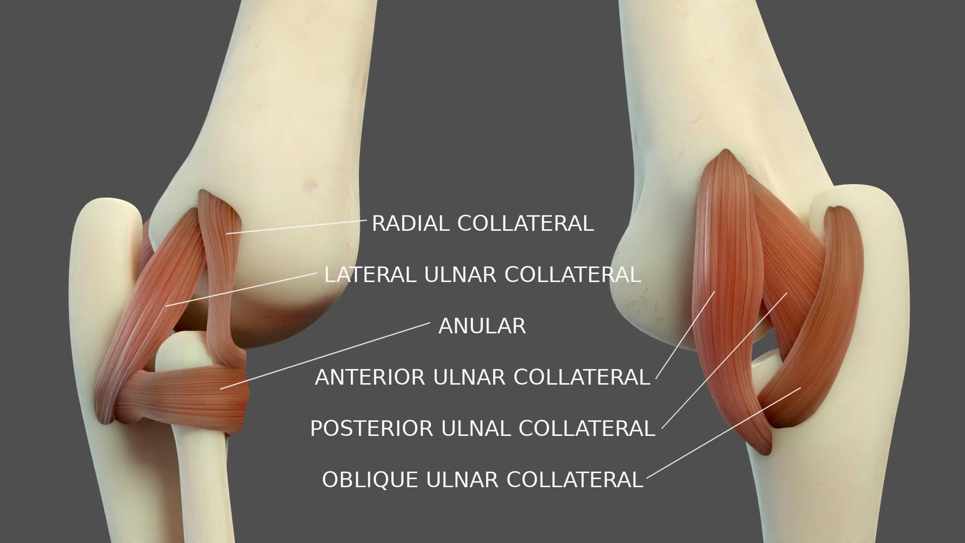 Elbow Ligaments 3D model_2
