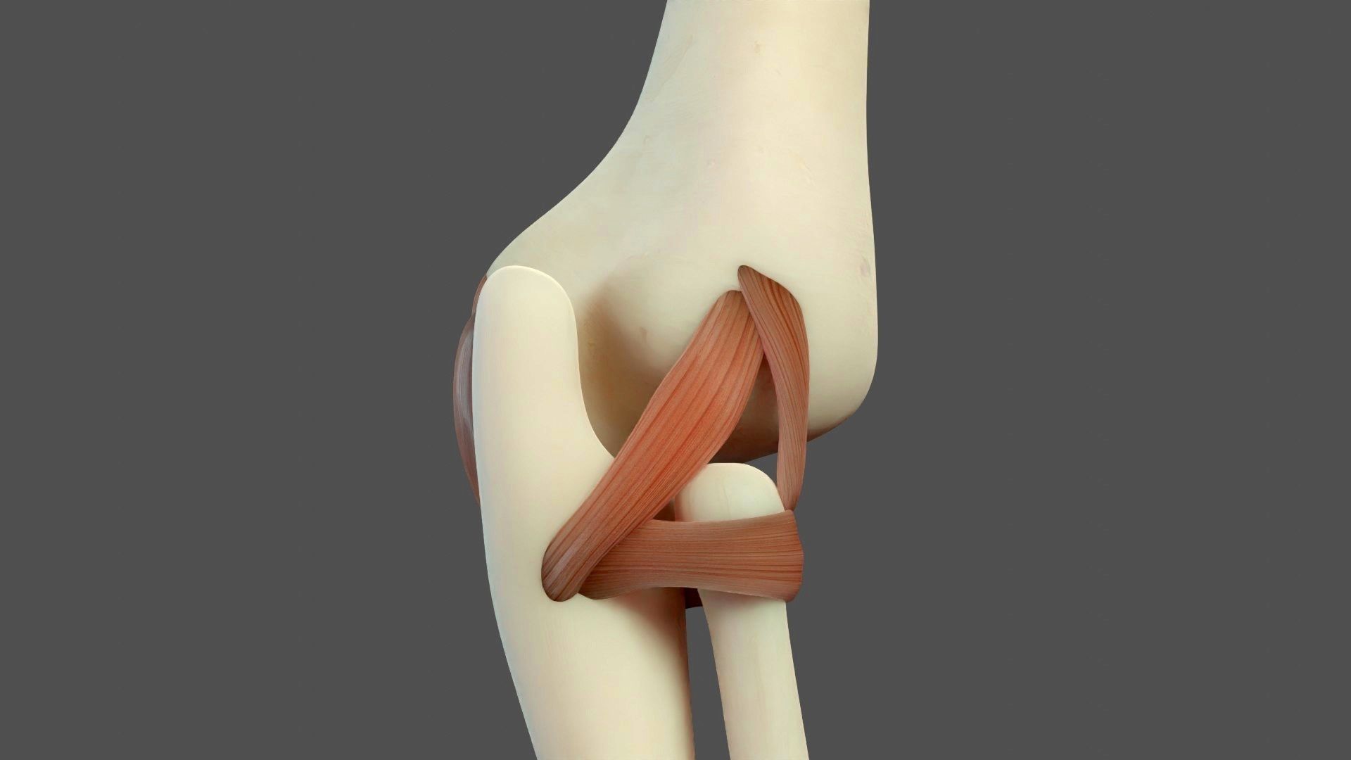 Elbow Ligaments 3D model_4