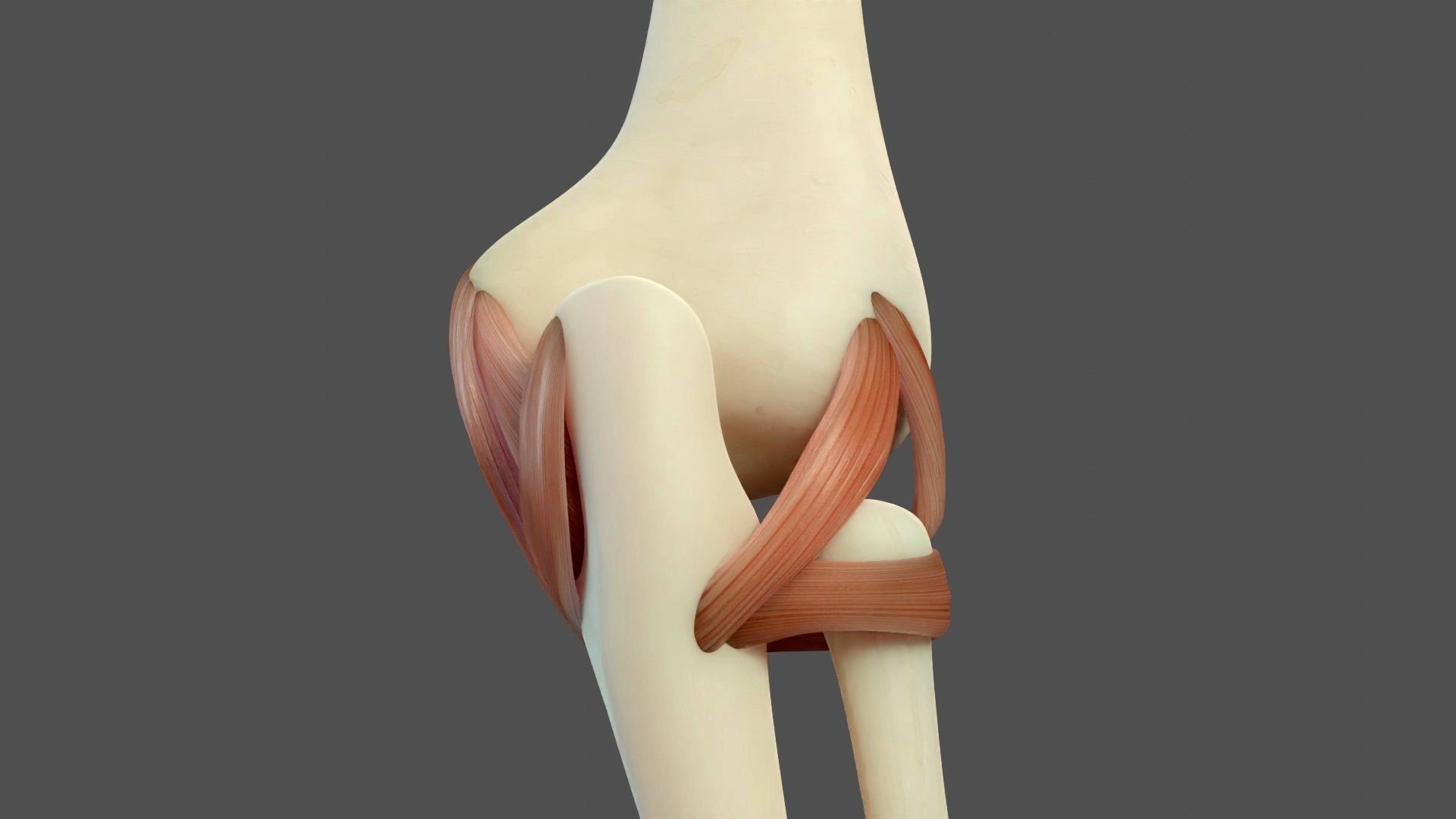 Elbow Ligaments 3D model_5