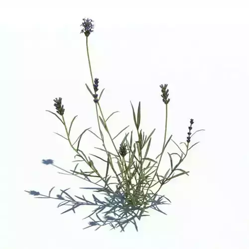 Small Blooming Plant