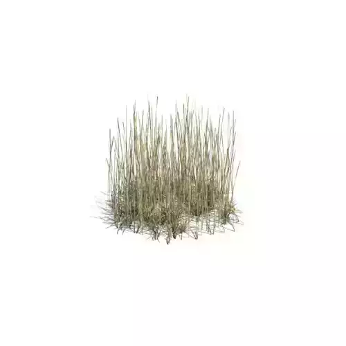 Plant   Grass