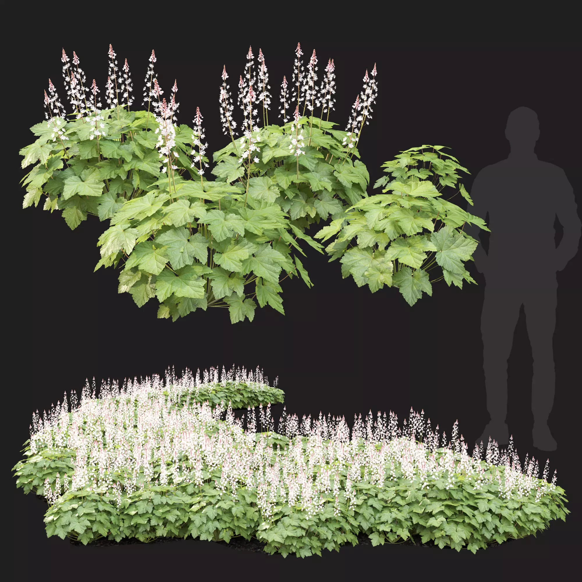 Tiarella 02 3D model