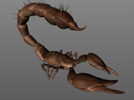 giant scorpion with 9 animations Low-poly 3D model_9