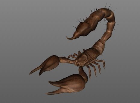 giant scorpion with 9 animations Low-poly 3D model_10