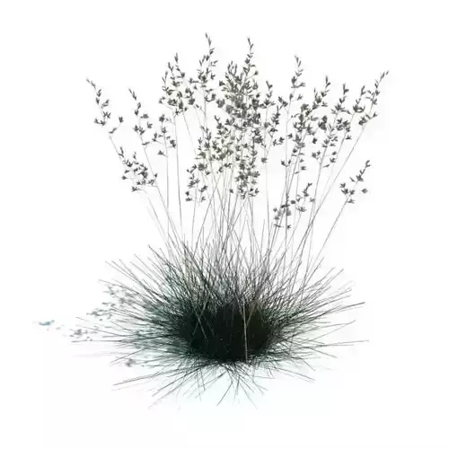 Grass   Sheeps Fescue