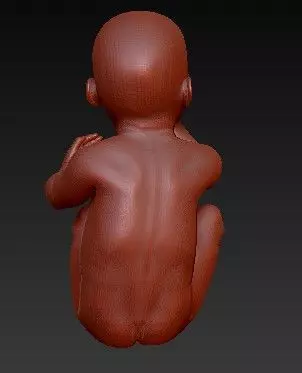 FETUS NEW BORN BABY 3D print model_0