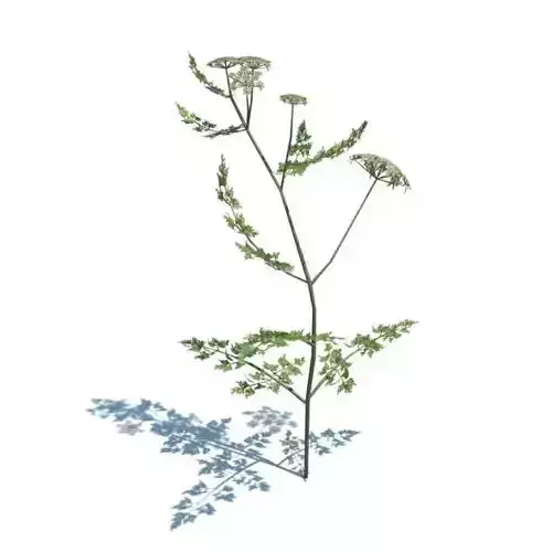 Poison Parsley Plant