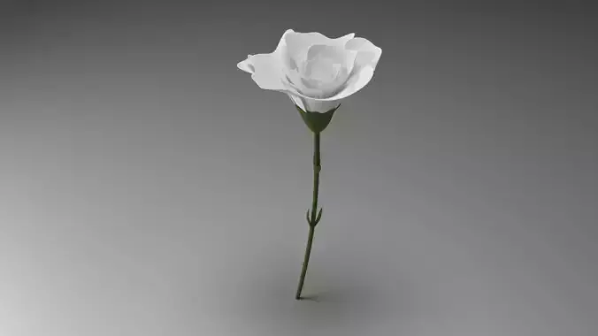 Flower Model rose