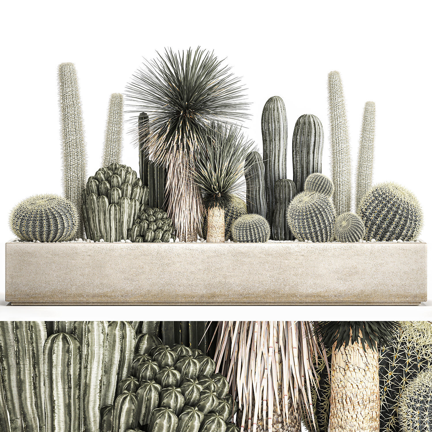 Cactus set in a concrete flowerpot for the interior 1098 3D model_1