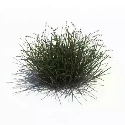 Shrub   Small Patch 3D model