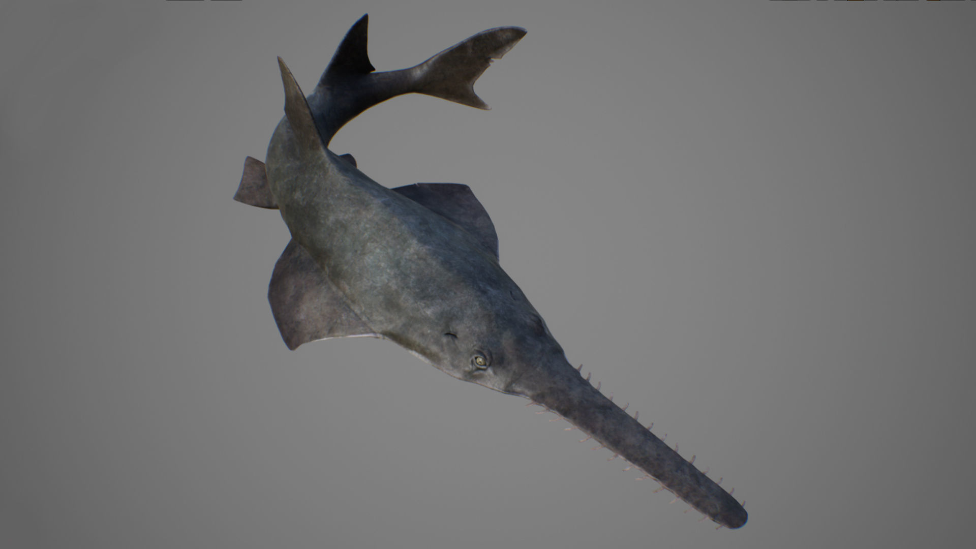Sawfish shark with long tail Low-poly 3D model_2
