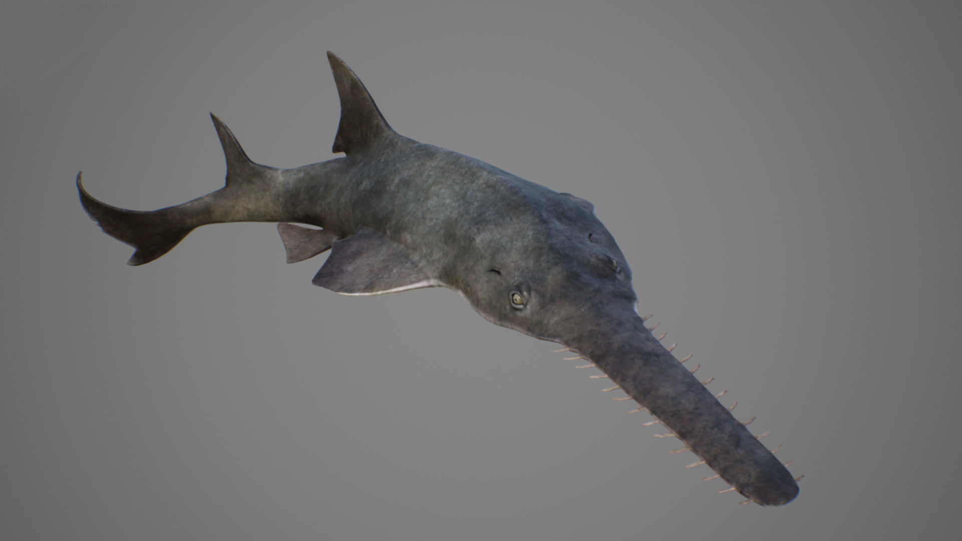 Sawfish shark with long tail Low-poly 3D model_3