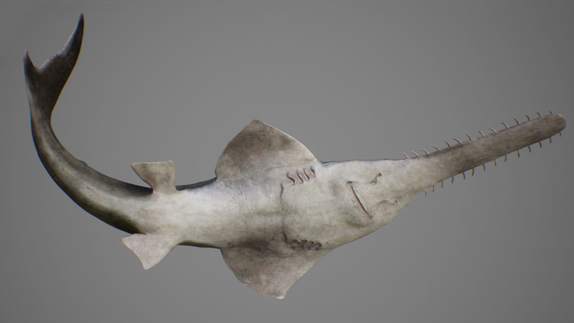 Sawfish shark with long tail Low-poly 3D model_4